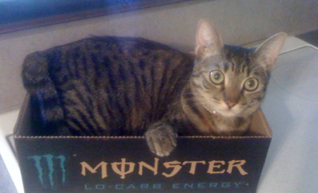 PUKA KITTY