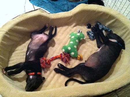 George and Beanie