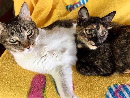 Aallii & Monchichi
