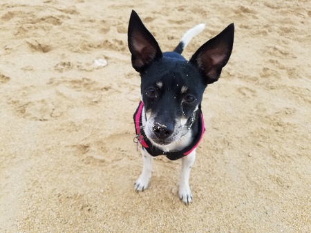 Pepper Dixie Le Pew
