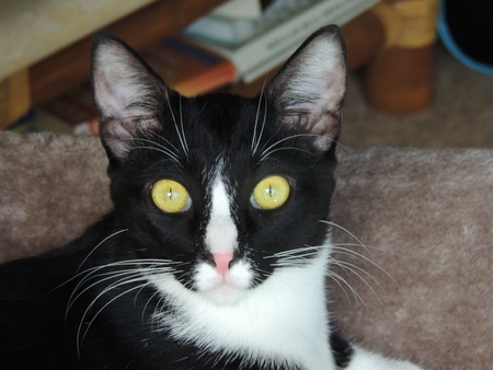Gizzy
