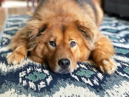 Kuma