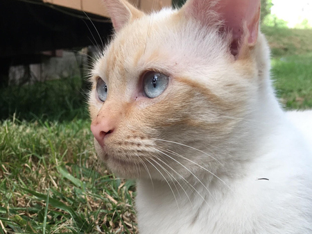 Rufus