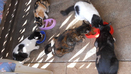 Xander, Foxy, Roxy, Claire, C.C.
