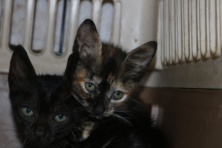 Kanana and Puna