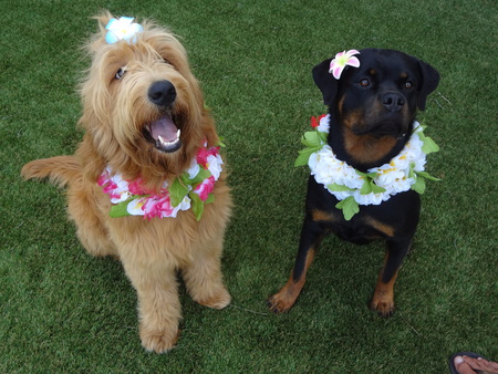 Cody & Ruby