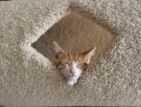Tika
