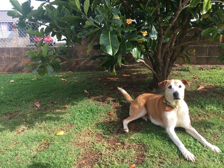 Daisy