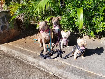 Freckles, Lily, Annie, Joey