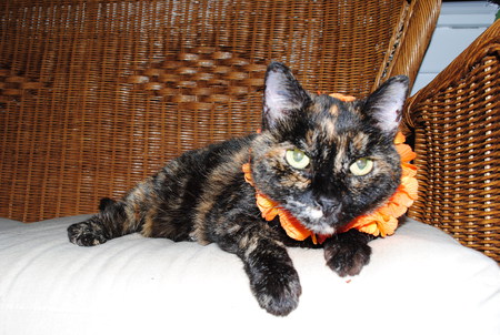 Queen Emma Gemma, of Maui  (fka, Gemma)