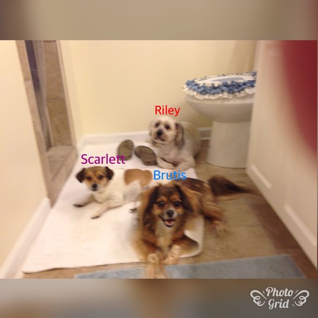 Brutis, Scarlett and Riley