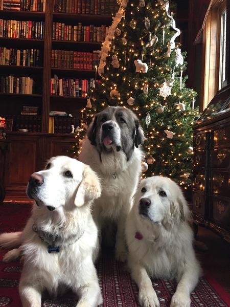 Sadie, Hondo & Baron