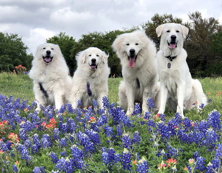 The Floof Crew