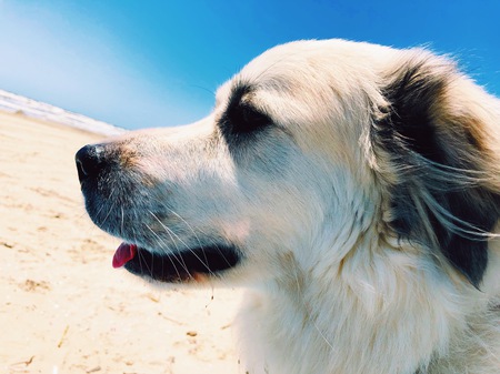 Lucy