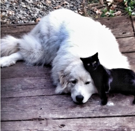 Big Bonnie Bear