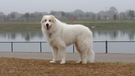 Kimber