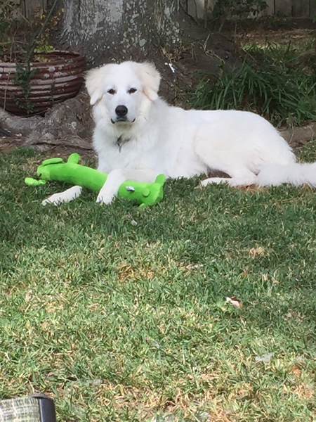 Samson 