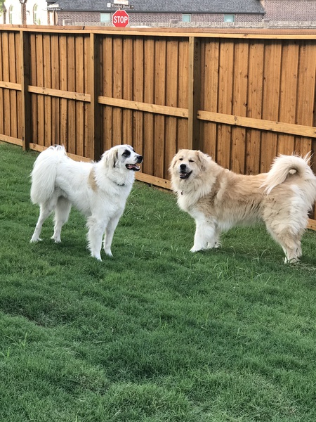 Emmie (FKA Clover) and Angel