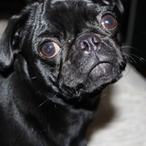 Entry image for Lola