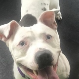 Entry image for Gigi (formerly known as Maddie Blue Eyes) adopted from Bergen Protect & Rescue