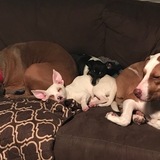 Entry image for Odin, Mika, Willow and Petey