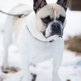 Entry image for Rocco