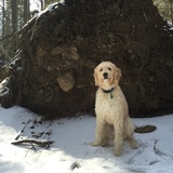Entry image for Max