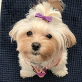 Entry image for Mia Sophia