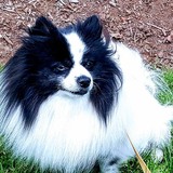 Entry image for Charlie
