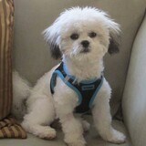 Entry image for Chachi