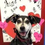 Entry image for Piper