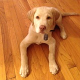 Entry image for Bruno