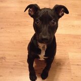 Entry image for Silvio (Formerly known as Ty) adopted from Bergen Protect & Rescue