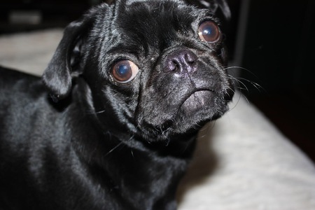 Entry image for Lola. Clicking this image will show a larger photo