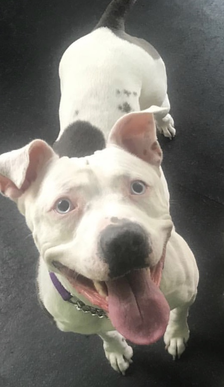 Entry image for Gigi (formerly known as Maddie Blue Eyes) adopted from Bergen Protect & Rescue. Clicking this image will show a larger photo