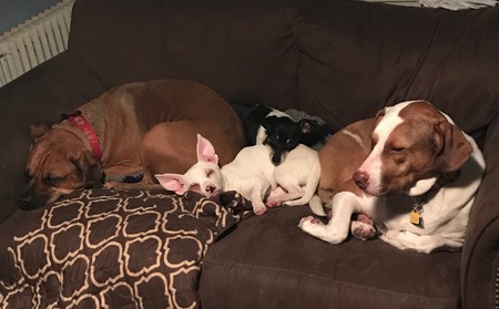 Entry image for Odin, Mika, Willow and Petey. Clicking this image will show a larger photo