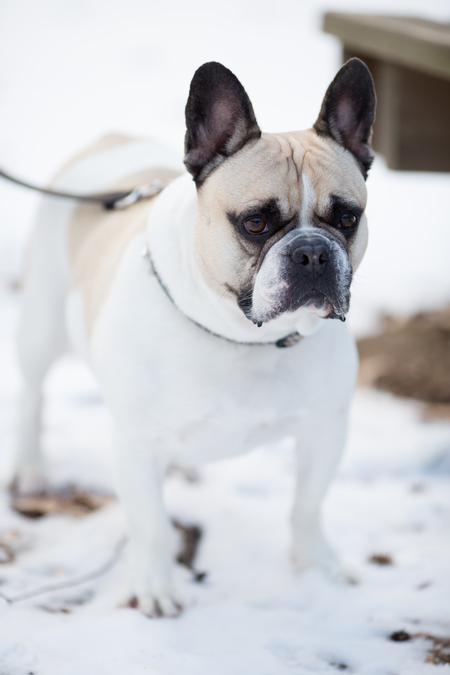 Entry image for Rocco. Clicking this image will show a larger photo