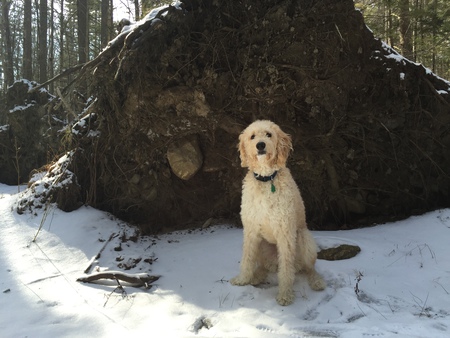 Entry image for Max. Clicking this image will show a larger photo