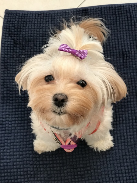 Entry image for Mia Sophia. Clicking this image will show a larger photo