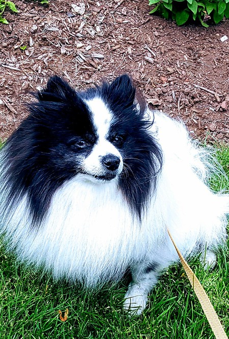 Entry image for Charlie. Clicking this image will show a larger photo