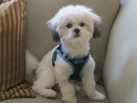 Entry image for Chachi. Clicking this image will show a larger photo