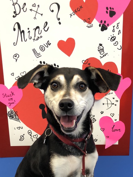 Entry image for Piper. Clicking this image will show a larger photo