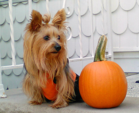 Entry image for Yumi. Clicking this image will show a larger photo