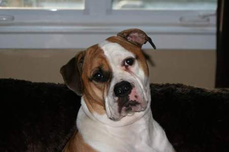 Entry image for 💝In Memory of my sweet Darla 💝. Clicking this image will show a larger photo