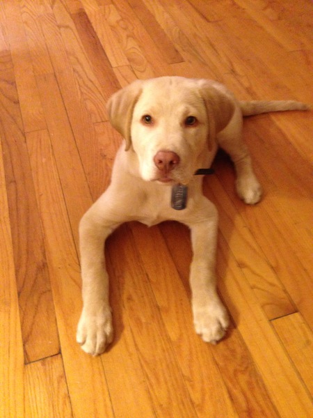 Entry image for Bruno. Clicking this image will show a larger photo
