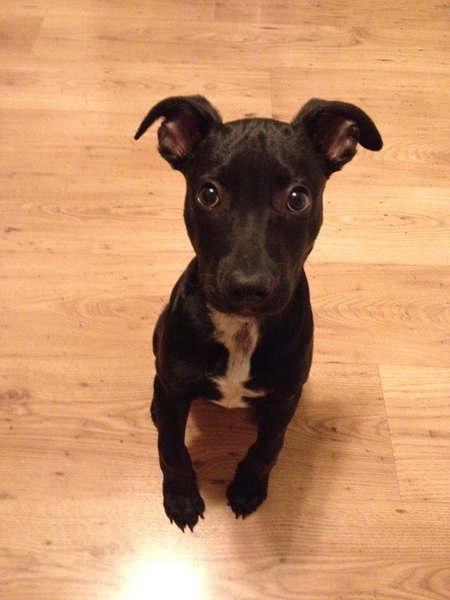 Entry image for Silvio (Formerly known as Ty) adopted from Bergen Protect & Rescue. Clicking this image will show a larger photo