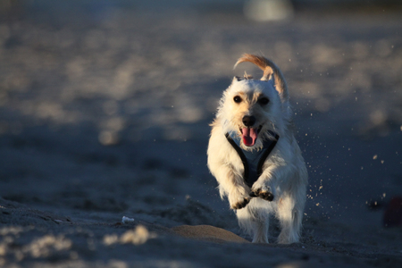 Entry image for Sasha. Clicking this image will show a larger photo