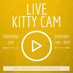 LIVE KITTY CAM