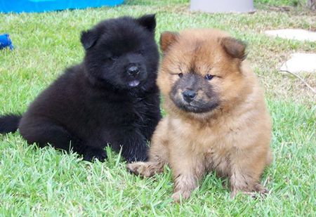 Buster and Sasha