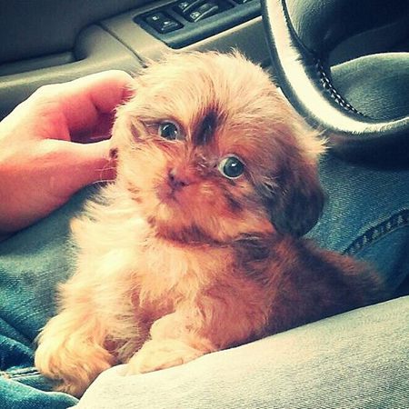 maxie